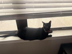 Lost Male Cat last seen Westwood Terrance apmts, San Antonio, TX 78253