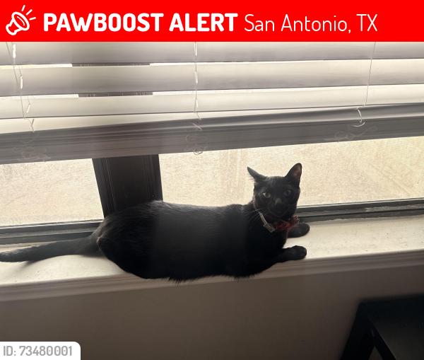 Lost Male Cat last seen Westwood Terrance apmts, San Antonio, TX 78253