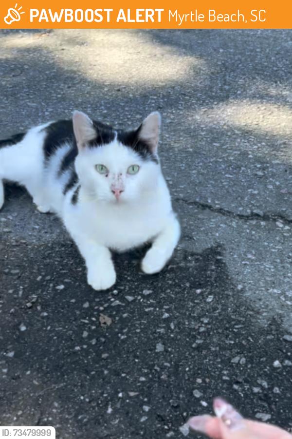 Found/Stray Male Cat last seen Pond Rd. Socastee, SC area, Myrtle Beach, SC 29575