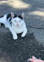 Found/Stray Male Cat last seen Pond Rd. Socastee, SC area, Myrtle Beach, SC 29575