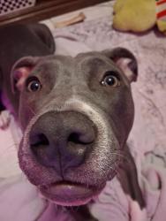 Lost Female Dog last seen Near Espanola St NE, Albuquerque, NM 87110