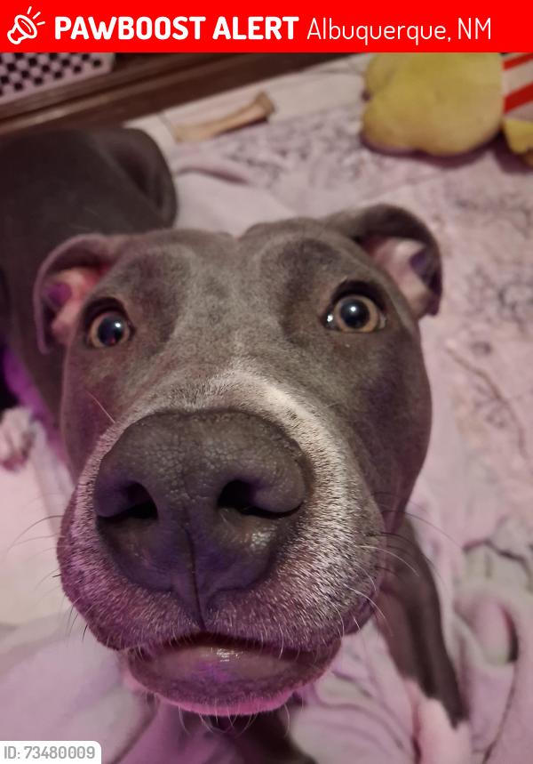 Lost Female Dog last seen Near Espanola St NE, Albuquerque, NM 87110