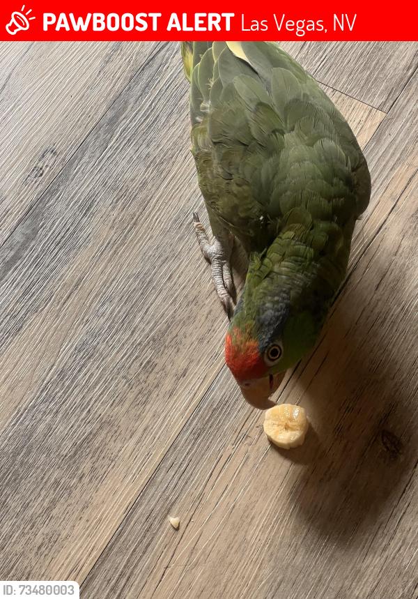 Lost Unknown Bird last seen S Buffalo dr, s rainbow blvd, Las Vegas, NV 89117