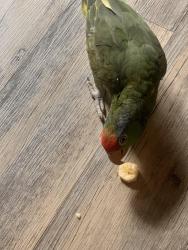 Lost Unknown Bird last seen S Buffalo dr, s rainbow blvd, Las Vegas, NV 89117