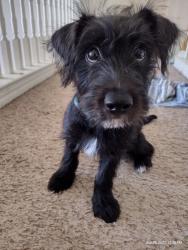 Lost Female Dog last seen Near the lake, Coppell, TX 75019