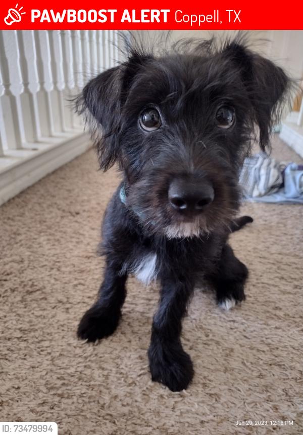 Lost Female Dog last seen Near the lake, Coppell, TX 75019