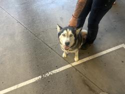 Found/Stray Female Dog last seen Sutro and McCarran, Reno, NV 89512