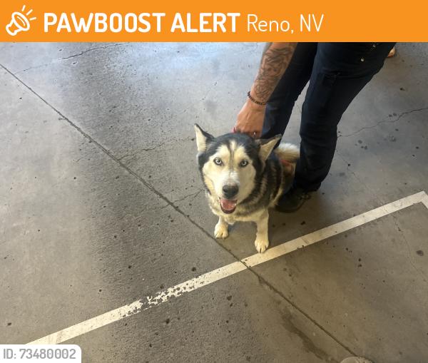 Found/Stray Female Dog last seen Sutro and McCarran, Reno, NV 89512