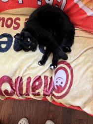 Lost Male Cat last seen Last seen in Pearland Park ests, near Pearland Parkway and East Walnut Street, close to Pearland High School., Pearland, TX 77581