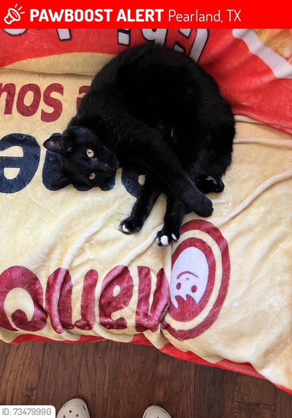 Lost Male Cat last seen Last seen in Pearland Park ests, near Pearland Parkway and East Walnut Street, close to Pearland High School., Pearland, TX 77581