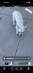 Lost Male Dog last seen In my community, South Hill, WA 98374