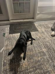 Reunited Female Dog last seen Fews Bridge Road, Taylors, SC 29687