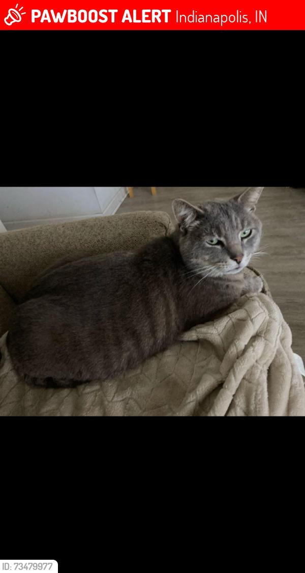 Lost Male Cat last seen 350-360 Creekstone Dr, Indy 46239, Indianapolis, IN 46239