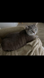 Lost Male Cat last seen 350-360 Creekstone Dr, Indy 46239, Indianapolis, IN 46239