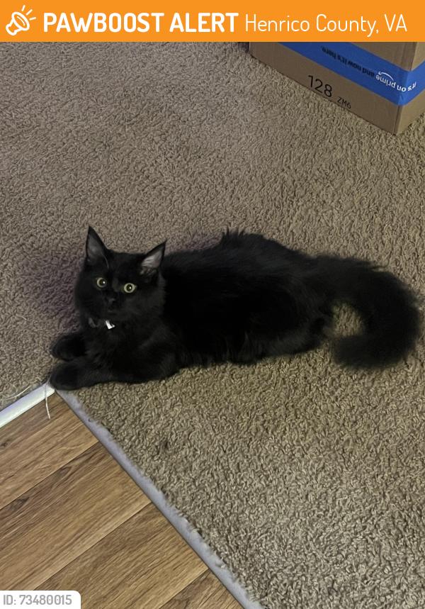 Found/Stray Female Cat last seen oak middle ct, Henrico County, VA 23231