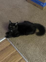 Found/Stray Female Cat last seen oak middle ct, Henrico County, VA 23231