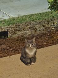 Found/Stray Female Cat last seen panicum st, Lawrenceville, GA 30046