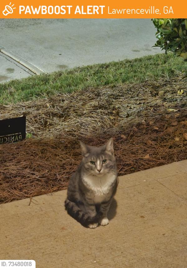 Found/Stray Female Cat last seen panicum st, Lawrenceville, GA 30046