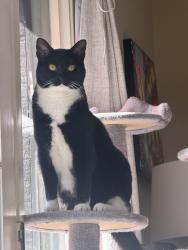 Lost Female Cat last seen Warringwood Drive in Hoover AL, Hoover, AL 35216
