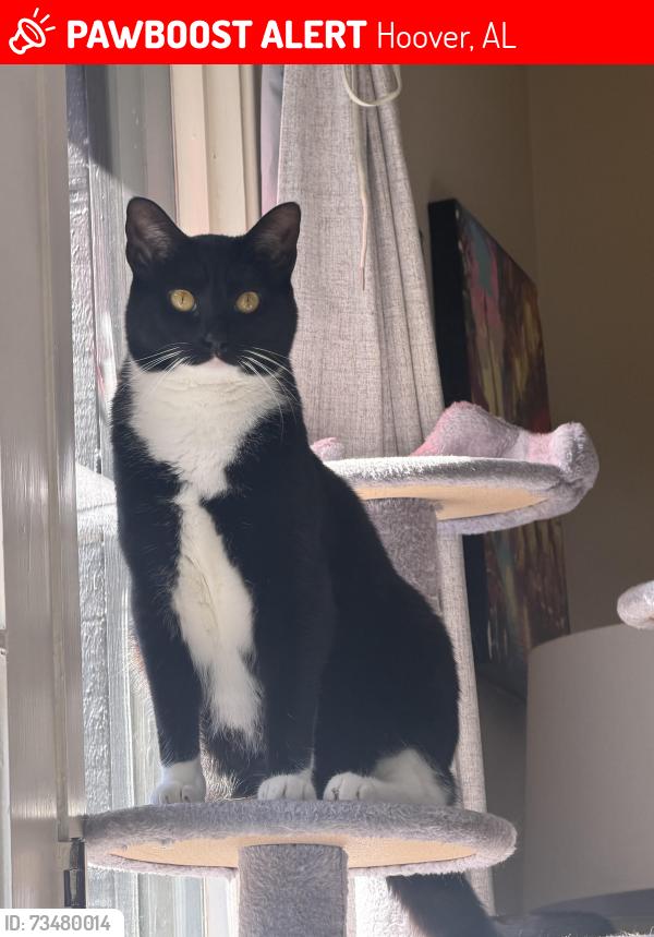Lost Female Cat last seen Warringwood Drive in Hoover AL, Hoover, AL 35216