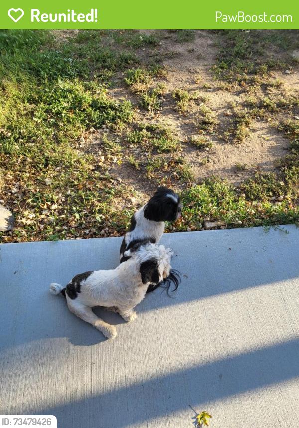 Reunited Unknown Dog last seen Crown, Denver, CO 80239