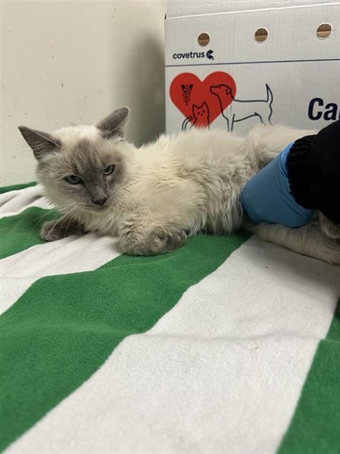 Shelter Stray Male Cat last seen RIMMER AVE & NORTHGATE BLVD, 2127 Front St, Sacramento, CA 95818, USA