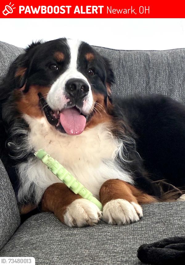 Lost Male Dog last seen Granville St near 11th & 13th, Newark, OH 43055