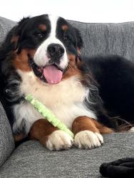 Lost Male Dog last seen Granville St near 11th & 13th, Newark, OH 43055