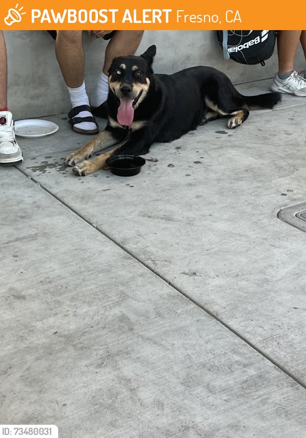 Found/Stray Female Dog last seen Cedar and Clinton Avenue, Fresno, CA 93703