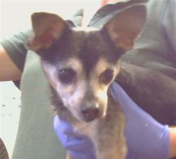 Shelter Stray Male Dog last seen TARMIGAN DR/ N LOOP BLVD, 95843, 3839 Bradshaw Rd, Sacramento, CA 95827, USA