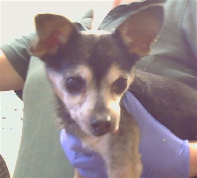 Shelter Stray Male Dog last seen TARMIGAN DR/ N LOOP BLVD, 95843, 3839 Bradshaw Rd, Sacramento, CA 95827, USA