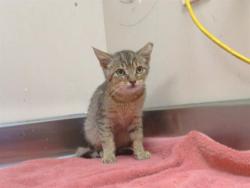 Shelter Stray Male Cat last seen LANGLEY WAY/ SULLIVAN DR, 95843, 3839 Bradshaw Rd, Sacramento, CA 95827, USA