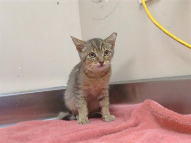 Shelter Stray Male Cat last seen LANGLEY WAY/ SULLIVAN DR, 95843, 3839 Bradshaw Rd, Sacramento, CA 95827, USA