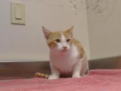 Shelter Stray Male Cat last seen LANGLEY WAY/ SULLIVAN DR, 95843, 3839 Bradshaw Rd, Sacramento, CA 95827, USA