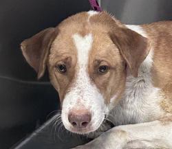 Shelter Stray Female Dog last seen , 4000 N Silverbell Rd, Tucson, AZ 85745, USA