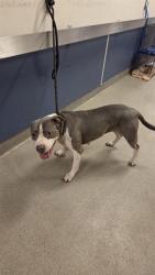 Shelter Stray Female Dog last seen Near BLOCK ALI BABA AVE, 3599 NW 79th Ave, Doral, FL 33122, USA