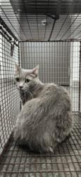 Shelter Stray Female Cat last seen , 11361 W Pico Blvd, Los Angeles, CA 90064, USA