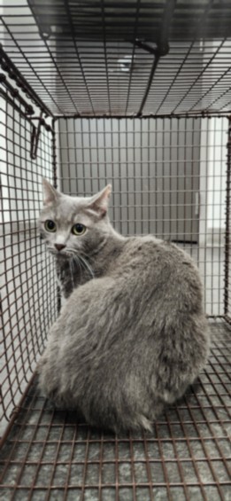 Shelter Stray Female Cat last seen , 11361 W Pico Blvd, Los Angeles, CA 90064, USA