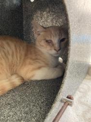 Shelter Stray Male Cat last seen Near BLOCK BLCK E VIA BAROLA, LONG BEACH, CA 90805, 7700 E Spring St, Long Beach, CA 90815, USA