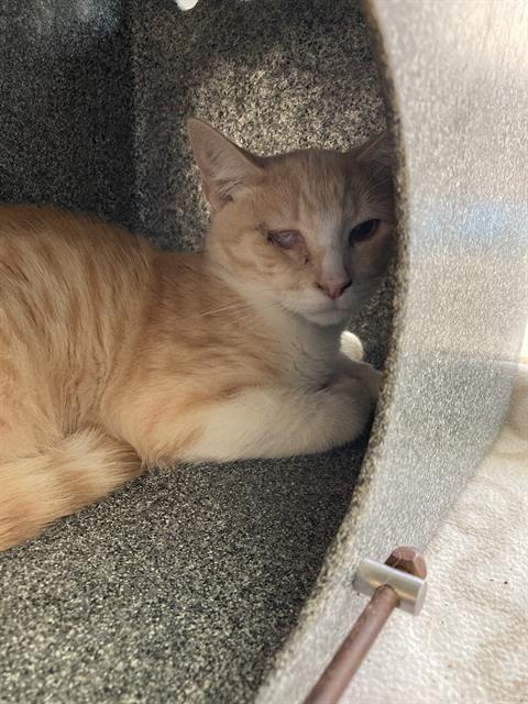 Shelter Stray Male Cat last seen Near BLOCK BLCK E VIA BAROLA, LONG BEACH, CA 90805, 7700 E Spring St, Long Beach, CA 90815, USA