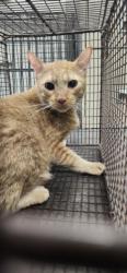 Shelter Stray Male Cat last seen , 11361 W Pico Blvd, Los Angeles, CA 90064, USA