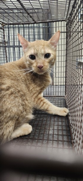 Shelter Stray Male Cat last seen , 11361 W Pico Blvd, Los Angeles, CA 90064, USA