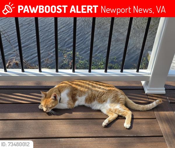 Lost Male Cat last seen Boxley, Newport News, VA 23602