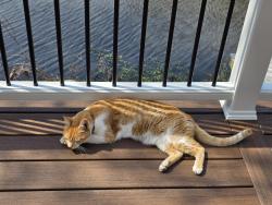 Lost Male Cat last seen Boxley, Newport News, VA 23602
