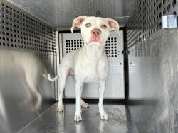Shelter Stray Female Dog last seen SCOTTSDALE RD AND MCKELLIPS RD, 1920 S Lewis, Mesa, AZ 85210, USA