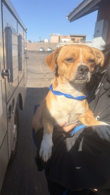 Shelter Stray Male Dog last seen Near BLOCK W WASHINGTON ST, 1920 S Lewis, Mesa, AZ 85210, USA