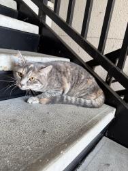 Found/Stray Unknown Cat last seen Stadium Suites, Columbia, SC 29201