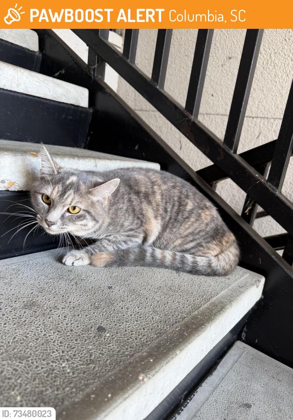 Found/Stray Unknown Cat last seen Stadium Suites, Columbia, SC 29201