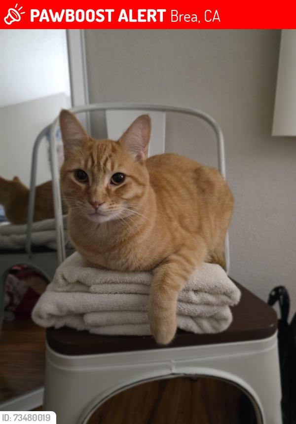 Lost Male Cat last seen E Almond Dr, Brea, CA 92821, Brea, CA 92821
