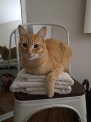 Lost Male Cat last seen E Almond Dr, Brea, CA 92821, Brea, CA 92821